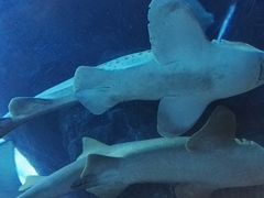 -迪拜水族馆及水下动物园