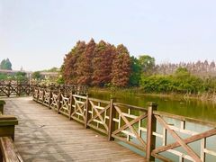 -上海海湾国家森林公园