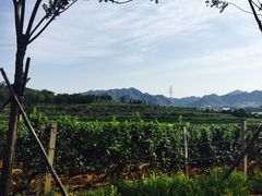 -北京张裕爱斐堡酒庄