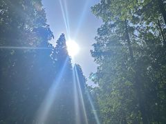 -黄海国家森林公园