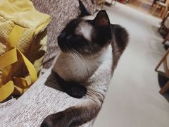 -藏猫猫咖啡主题馆(中央大道店)