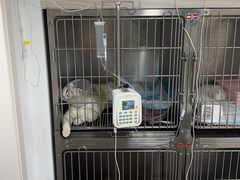 -四月宠物医院·猫专科·心脏专科·内科(转塘店)