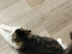 -柴迷FANS CLUB·柴犬狗咖·猫咖