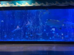 -烟台海昌鲸鲨海洋公园