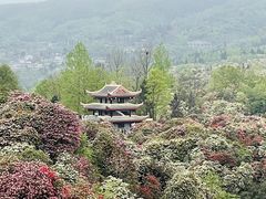 -贵州百里杜鹃风景名胜区