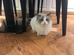 -猫小院猫主题餐厅(三里屯店)