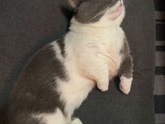 -猫宠乐园·专业洗护