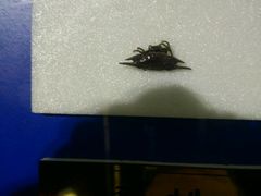 -上海昆虫博物馆