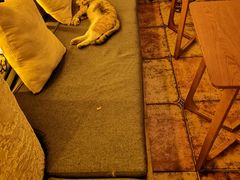 -Sirena海妖日咖夜酒