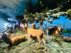 -国家自然博物馆