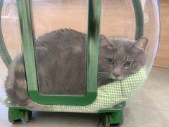 -小伙伴宠物医院•急重症转诊中心·老年专科·犬猫全科(北大街总院)