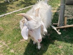 -芜湖新华联大白鲸海洋公园