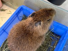 -怪兽屋·羊驼·猫咖·狗咖(俊华广场店)