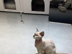 -琪喵猫屋·撸猫猫咖·猫舍