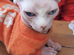 -猫小院猫主题咖啡厅(北锣店)