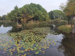 -翠湖国家城市湿地公园