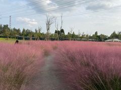 -白鹭湾湿地公园