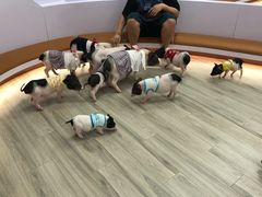 -猪盟咖啡店(玖洲道店)