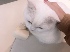 -飞行喵MR PILOT|猫舍·猫咖(静安大融城店)
