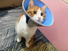 -纳吉亚猫专科动物医院博雅分院
