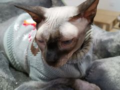 -李小姐の猫咖啡馆(五角场店)