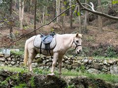 -芳草地度假酒店·野炉中餐厅
