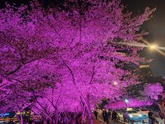 -西北湖绿化广场