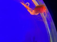 -上海海洋水族馆