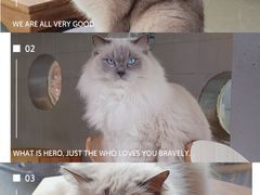 -豆逗聊愈猫阁Easy Life