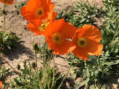 -汉长安城未央宫国家考古遗址公园