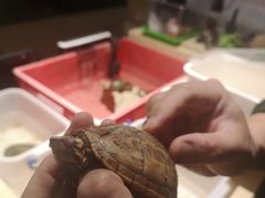 -灵龟之家百象馆(百象馆联合旗舰店)