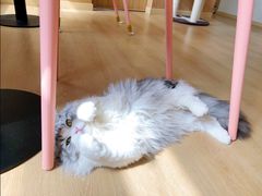 -猫腻·猫咖·撸猫馆(星光大道店)