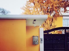 -三里屯东五街银杏大道