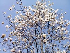 android_upload_pic-蠡湖中央公园