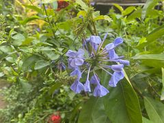 -西双版纳傣族园