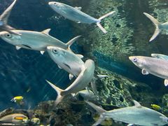 -上海海洋水族馆