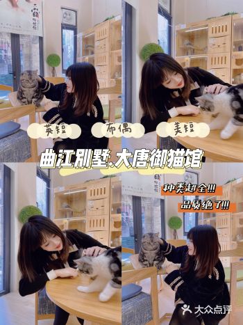 西安首家丨别墅级超大型×品质猫舍×在线撸猫