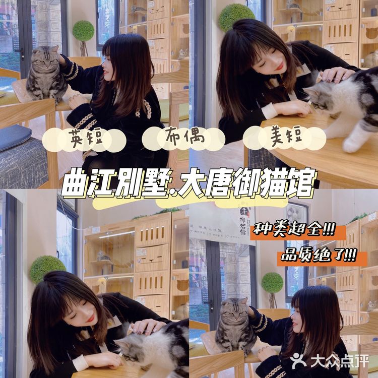 西安首家丨别墅级超大型×品质猫舍×在线撸猫🐱