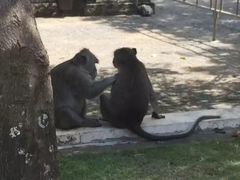 -乌鲁瓦图寺