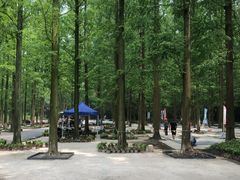 -东平国家森林公园