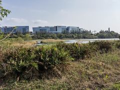 -华侨城湿地公园