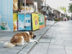 -三林塘老街