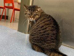 -伟伟宠物医院·瑞派猫友好医院·猫科(光谷店)