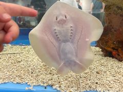 -上海海洋水族馆