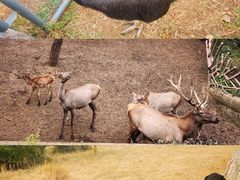 -沈阳森林动物园