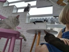 -喵屿·大理花园猫咖