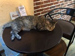-猫友咖啡店(玉林西路店)