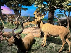 -国家自然博物馆