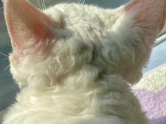 -Bastet sally猫舍购宠(静安店)