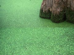 -渌洋湖湿地公园